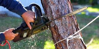 How Our Tree Care Process Works  in Beach, ND